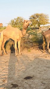 1.6M views · 6.1K reactions | Female camel sounds #shortsviral.Camel_is_eating_a_beautiful_tree_of_desert_Tharparkar.الجمل_يأكل_شجرة_جميلة_من_ثارباركار_الصحراء #camel #tharlovr #camellover #reelsfypシ Camel Lover | Camel Lover | Facebook