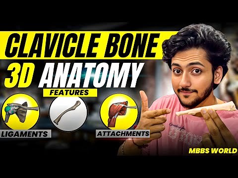 Clavicle Bone Anatomy 3D - Upper Limb | Attachments of Clavicle, Ligaments & Features | MBBS World
