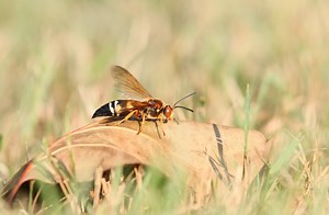 Giant killer wasps appear in Kansas, what to know