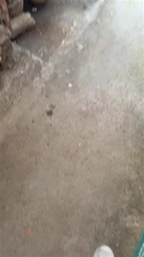 Enhance Your Ride with Stylish Rim Stickers