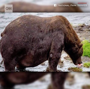 576K views · 5.6K reactions | To prepare for hibernation, bears at Alaska's Katmai National Park are packing on the pounds. Officials celebrated with "Fat Bear Week." | CNN | Facebook