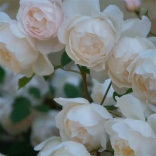 Enjoy 20% off the 2-quart potted Desdemona (Auskindling). Peachy-pink buds open to delicate, white chalice-shaped blooms with a soft pink hue, filling the garden with a strong Old Rose fragrance, layered with hints of almond blossom, cucumber, and lemon zest. Raised from cuttings and grown on its own roots, Desdemona thrives as a bushy shrub or can be trained as a climbing rose, bringing elegance and fragrance to borders, arches, or trellises year after year. Offer valid for a limited time only.