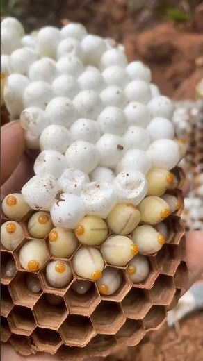 Inside the Hornet Nest: A Close-Up on Moving Larvae