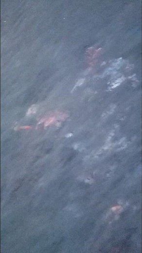 Hidden Sea Serpent in Finding Nemo Submarine Voyage at #disneyland #disneylandcalifornia