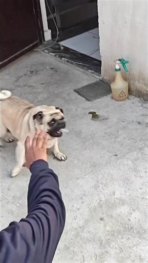 kaku playing pakdam pakdai😂#pug #shortvideo