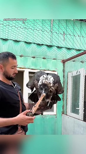 Bí Mật Loài Chim Lấy Xương Làm Thức Ăn Chính