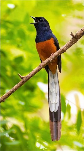 Morning Birdsong Symphony: Forest Bioacoustics for Deep Sleep & Focus