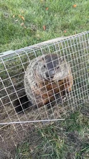 Daquan Rustin on Instagram: "D&R Animal Trapping and Exterminating (440)781-4406 #ExterminatorD #Exterminator #WildLife #animaltrapping #PestControl #wild_life_explore #TrashbinCleaning #Ohio #IGetThemEveryTime #mybaby"