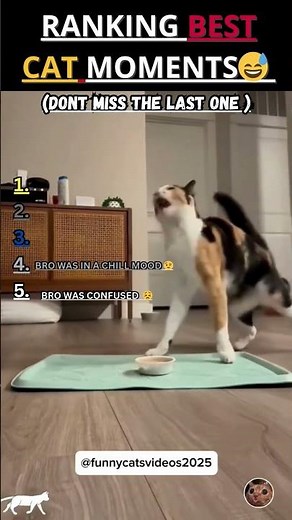 RANKING BEST CAT MOMENTS🐱 #shorts #cat #funnyanimal #funny #funnycat #jaidmeel #ranking #birdtrend