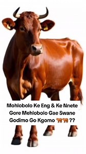 Mohlobolo Ke Eng & Ke Nnete Gore Mehlobolo Gae Swane 🐂🐂?? | Mogau Mashupe Makola