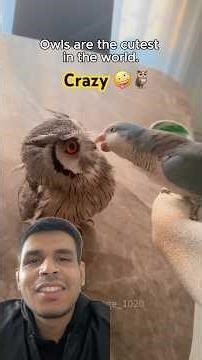 Crazy Owl Moments Caught on Camera 🦉 | Funny & Unexpected Owl Behavior #owl #funny #crazy #shorts