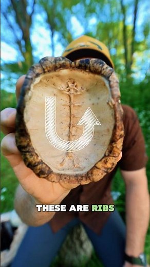 Turtles Don’t Live in Shells… 😳
