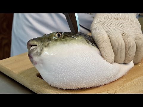 Amazing Process of Removing Blowfish Poison and Making Sashimi. Korean Pufferfish Masterchef