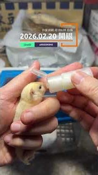 0220開眼 白蜜 公 #蜜袋鼯 #小蜜 #蜜袋鼯日常 #萌寵 #寵物 #sugarglider #sugargliders #sugargliderlover #exoticpets