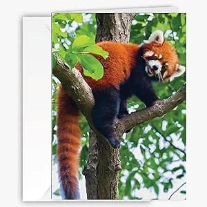Adorable Red Panda Animal Greeting Card - Blank Inside, Card with Free Envelope for Easy Gifting, Unique Photography Birthday, anniversary, all occasion Card for Wildlive & Animal Lovers - Larger Size 5x7