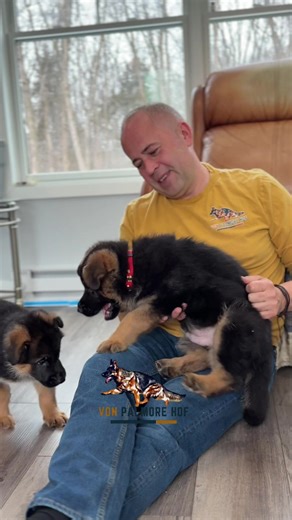 Meet Our Adorable Red German Shepherd Puppy!