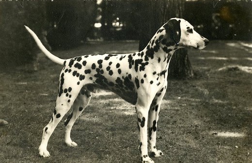Dalmatian History: From Carriage Dogs to Firehouse Mascots
