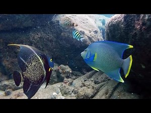 Peanut Island Snorkeling | Palm Beach | Peanut Island