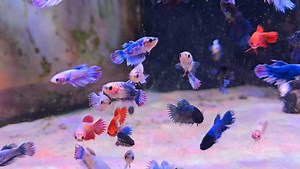 Crowntail female Betta, always a popular one with you guys! | Pier Aquatics