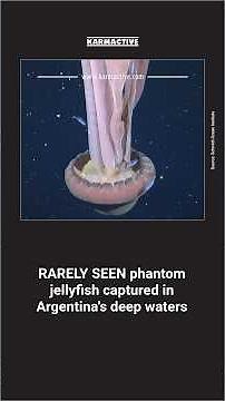 Rare Phantom Jellyfish Captured in Deep Sea Off Argentina | Schmidt Ocean Institute