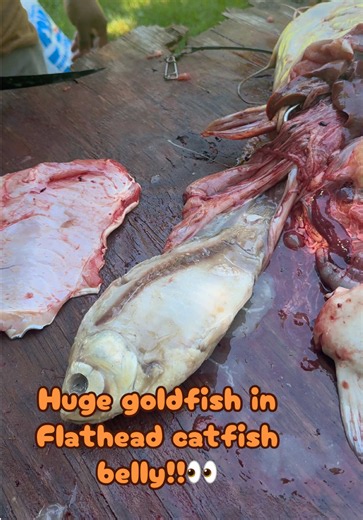 Huge goldfish in the belly of a flathead catfish. 😳 #viral #tiktok #fyp #missouri #food Eberlin boats and motors, Tombstone tackle, Brad Wright, Shelter Insurance agency and Harrison’s fishery