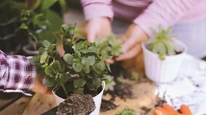 The Learn with Diggers Spring 2018 program is now live! Featuring an extensive range of exciting workshops, masterclasses and special events to get you gardening like a pro. The Spring program includes: Citrus Masterclasses with Ian Tolley Indoor Plants with Jason Chongue / The Plant Society Zero Waste Living with The Rogue Ginger Our ever-popular Vegetable Garden Intensives Tomatoes with Penny Woodward Floral Arrangements with Carolyn Howell Companion Planting for Herbs and Health Botanical Ske