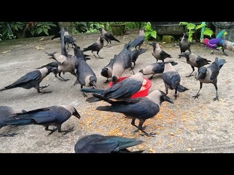 Huge numbers of Crows crowing and crying sounds | Very loud voice of crow sound α106