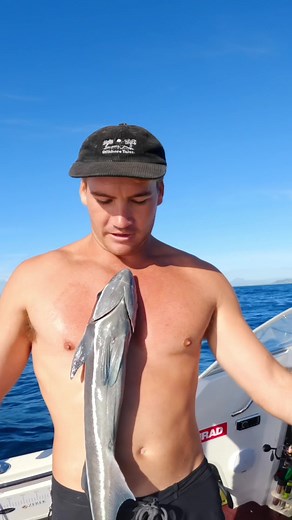 Suction Cup Fish: The Fascinating Remora Fish and Its Unique Adaptation