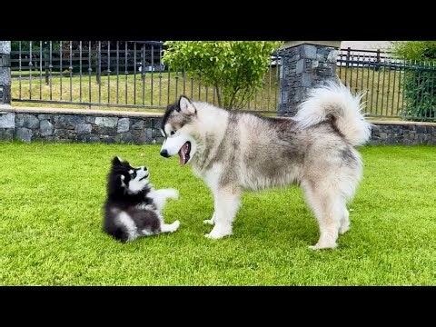 Giant Husky V Puppy Malamute Rough Play But Make It Cute