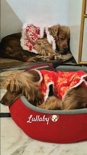 Puppy Lullaby Moments 🐾✨ #cuteanimals #pets #lullaby