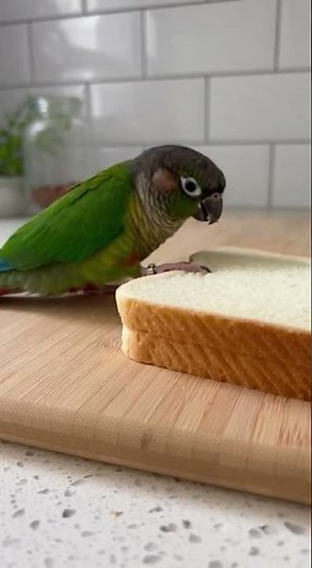 Kiwi’s Curious World #fyp #lifeisbutadream #animals #comedy