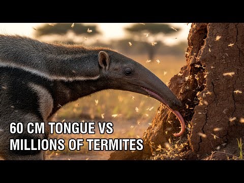 Giant Anteater’s 60cm Tongue: The Ultimate Termite Hunter of South America!