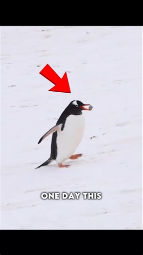 why this penguin gave her a pebble #shorts