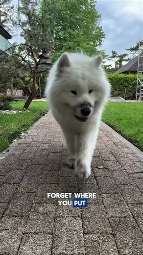 Top 5 gifts for dogs