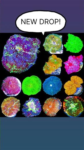 ASD New Mushroom Coral Drop!