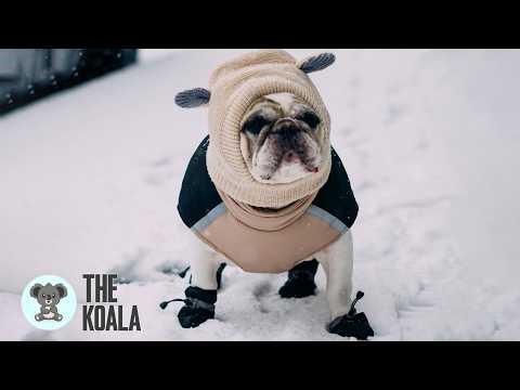 The Silent Dog Who Suddenly Started “Talking” After 8 Years