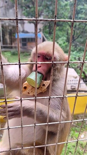 😂 🤣 This is Harry Potter 😂 😂 #monkey #shortsvideo