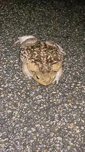 2.3K views · 27 reactions | Giant cane toad if you want a crazy high give the toad a  jk DON’T #Animals #AnimalLovers #Pets #CuteAnimals #Wildlife #PetLove #AdoptDontShop #AnimalRescue #FurBabies #PetsofInstagram #LoveAnimals #PetFriendly #AnimalRights #RescuePets #AnimalCompanions #PetAdoption #FurryFriends #AnimalsMatter #PetLife #AnimalsOfInstagram | Garrett Galvin | Facebook