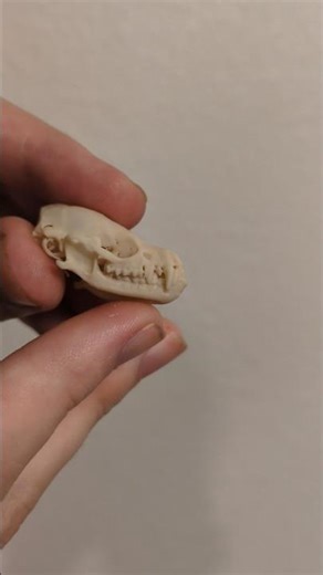 Greater Mouse-Eared Bat Skull #shorts #skull #skeleton #bones #bat #mammals