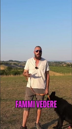 Dog Training: Basic Commands That Don't Work! #shorts