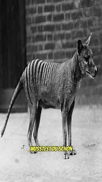 Tasmanischer Tiger: Die Rückkehr eines ausgestorbenen Raubtiers?🐺
