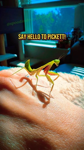 Say hello to Pickett, my pet praying mantis! 🌱