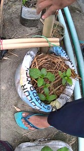 Cheap and easy bamboo trellis for beginners #gardening #diy #hack #greenrevolution #greenrooftop