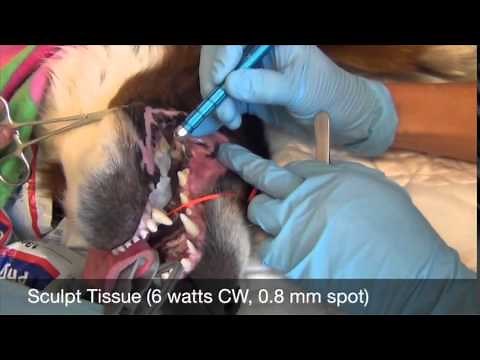 Oral Epulis - Veterinary Laser