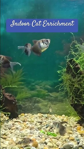 Turn your screen into a living aquarium for your cat. This 8 hour 4K fish tank video.