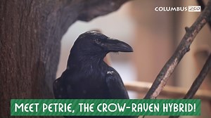 16K views · 256 reactions | Did you know that crows and ravens are...