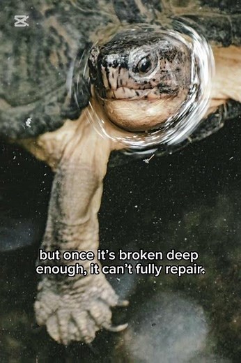 No second chance for snapping turtles once their shell cracks. #animalshorts #turtle #wildlife