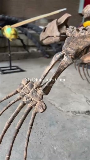 This Ancient Sea Turtle Dominates the Room#museum #prehistoric