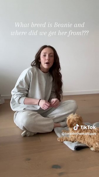 Took a while but finally answering these questions!! Thank you for 10k 🎉🎉🎉 #beaniethemaltipoo #maltipoo #newpuppy #funnypuppyvideo #maltipoobreederaustralia #maltipoobreedersydney #puppysoftiktok #dogsoftiktok #puppytiktok #cutepuppy #maltipoopuppy