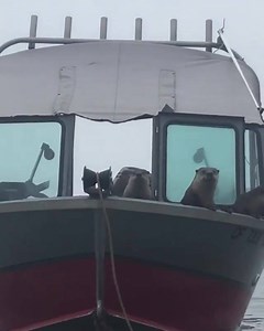 66K views · 1.1K reactions | Otter pirates take control of a boat off the Humboldt coast. Video by Kayak Trinidad. | Active NorCal | Facebook